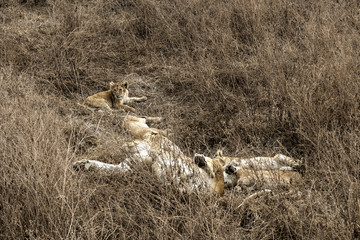 Ngoro-ngoro © Andrzej