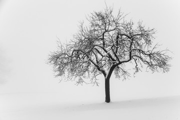 Apfelbaum im Schnee