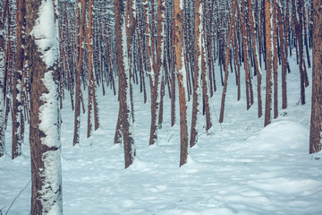 Snow over the spruces and pines