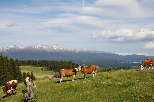 Seetaler Bilder Durchsuchen 131 Archivfotos, und