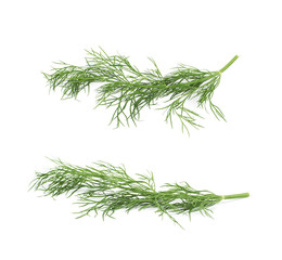 Dill herb isolated