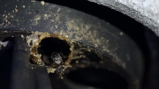 Stingless bee build their nest inside telephone cable tray.