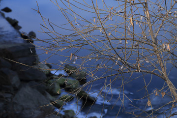 Dry bare tree by the winter river with ice plate at background.