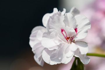 White Geranium Flowers with bokeh background - typical balcony flower