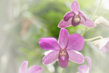 Blurred dream image of pastel purple Dendrobium orchid flower.