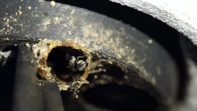 Stingless bee build their nest inside telephone cable tray.