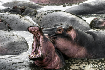 Africa © Andrzej