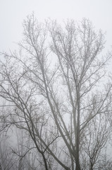 Fototapeta na wymiar trees in foggy winter landscape scenery