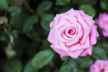 pink rose background