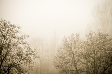 Obraz na płótnie Canvas trees in foggy winter landscape scenery