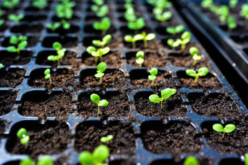 Close-up of green seedling.Green salad growing from seed