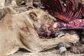 Africa © Andrzej