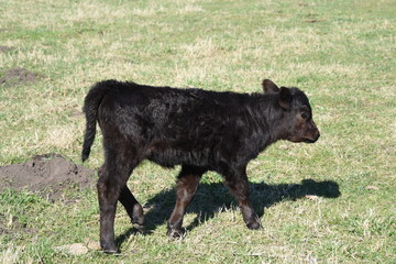 Vacas Angus pastando en la pampa humeda Argentina