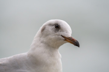 Hartlaub Gull - headshot