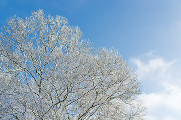 tree branches covered with snow and frost against blue sky, winter landscape