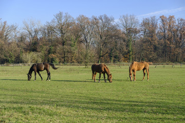 Monza park: horses at pasture