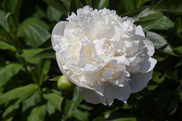White bud peony flower