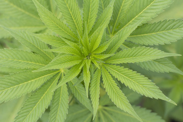 Cannabis sativa (marijuana)