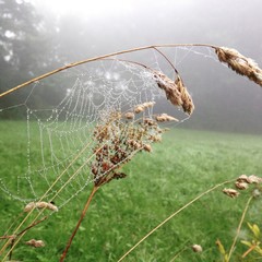 Netz im Regen 