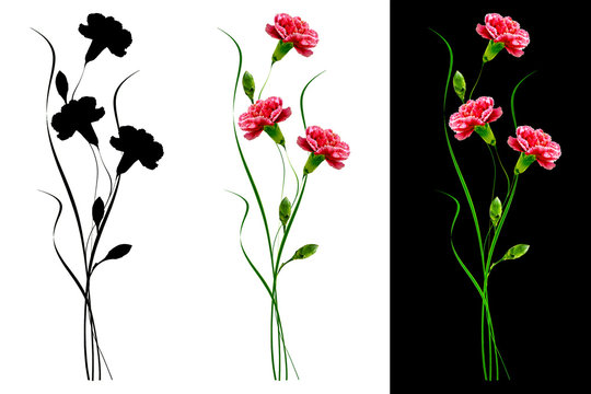 Fototapeta Colorful carnation flowers isolated on white background.