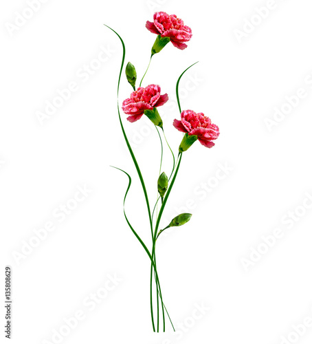 "Colorful carnation flowers isolated on white background." Stock photo