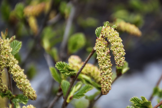 K&auml;tzchen der Gr&uuml;n-Erle (Alnus viridis)