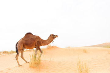 Dromedary in the Sahara desert three