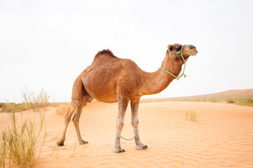 Dromedary in the Sahara desert two