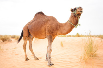 Dromedary in the Sahara desert one