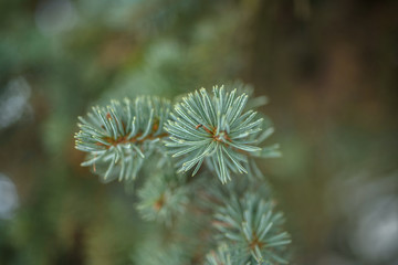 Naklejka na ściany i meble Winter pine branch. Snowflakes on a branch close-up, macro