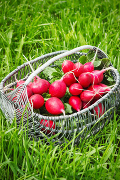Bunch of fresh red garden radish in a basket in the