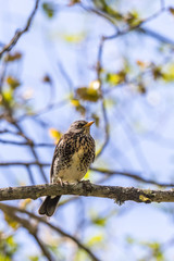 Fieldfare on a tree branch