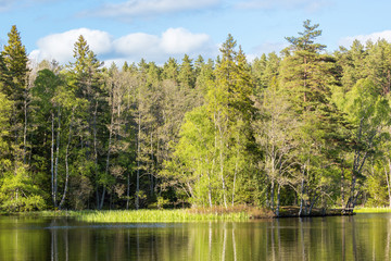 Obraz premium Water edge of a forest lake