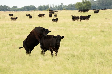 Vacas Angus pastando en la pampa humeda Argentina