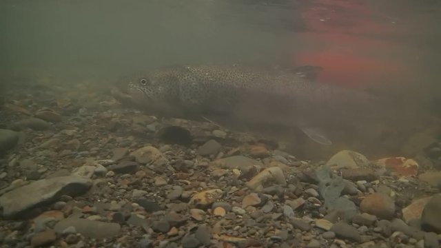イトウの産卵行動