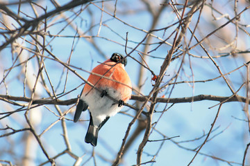 Eurasian bullfinch sitting on a tree