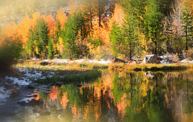 Autumn trees in Sierra Nevada mountains, California