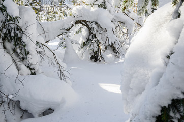 Winter forest. Trees in the snow.
