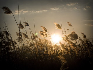 Fototapeta wheat field blue sky obraz