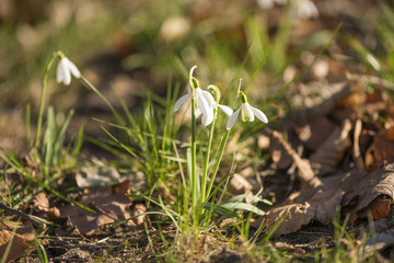close up of a group of Snowdrop flowers with blurred background (Galanthus nivalis) in spring