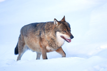 gray wolf, grey wolf, canis lupus