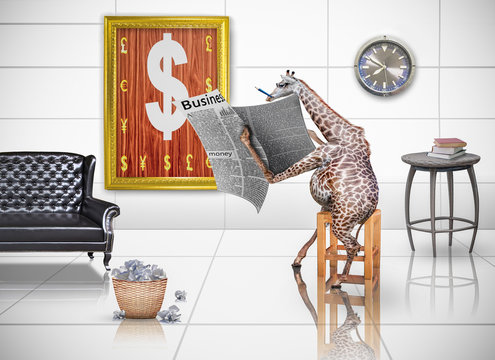 Giraffe are reading financial newspapers.Photo combination conce