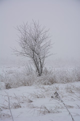 Lonely tree in winter fog
