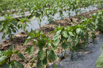 Pepper crop