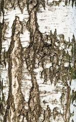 Birch texture (tree bark background)