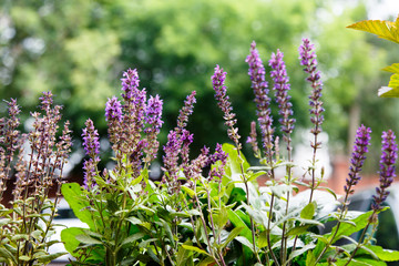 Blooming sage on a background of green forest. Summer.