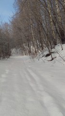 Winter in forest