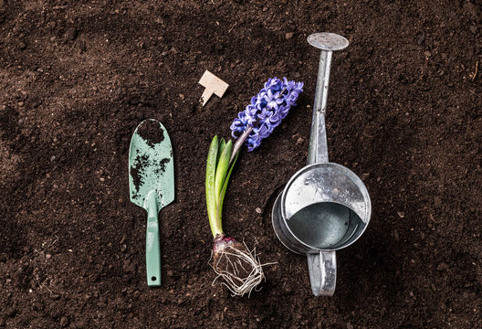Spring garden - shovel, hyacinth flower and watering can on soil