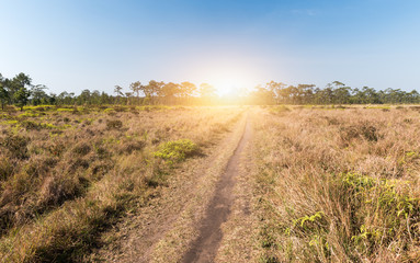 Nature trail with pine forest Thailand