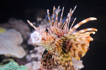Fish, coral and other bright and colorful inhabitants of the Red Sea.